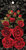 Graphic 45 Bloemen Rood