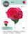Sizzix Thinlits Die Carnation