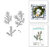 Spellbinders Susan’s Garden snijmal Winter Evergreen Foliage & Ladybugs kopen – bladeren en lieveheersbeestjes
