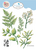 The ‘Fern & Greenery’ Die Set – Subtiele structuur en balans in elke bloemencompositie