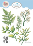 The ‘Fern & Greenery’ Die Set – Subtiele structuur en balans in elke bloemencompositie