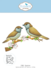 Elizabeth Craft Designs Sparrow Snijmal 2380_